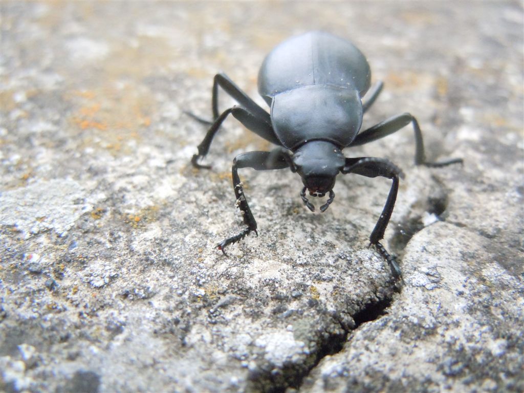 Tenebrionidae: Blaps sp.